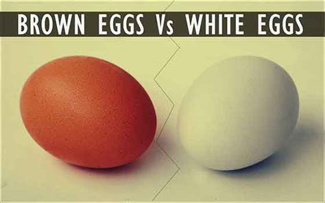 Brown Vs White Eggs What S The Difference Focused On Preventive Health And Wellness Nutrition