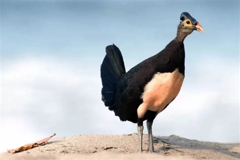 Mengenal Burung Maleo Endemik Sulawesi Yang Dilindungi Dan Terancam