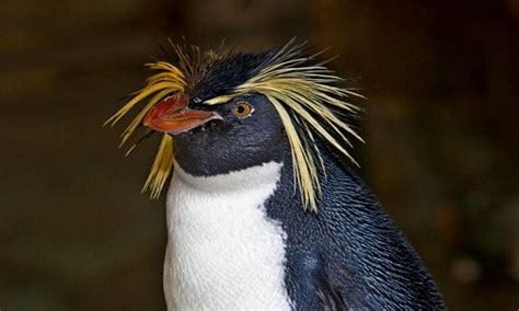 Rockhopper Penguin: Characteristics, Habitat, and Conservation