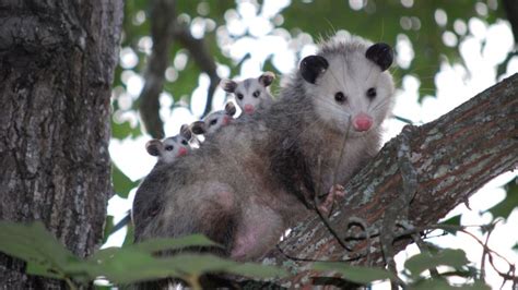 Are Opossums Tree Climbers Identification Habitat And Behavior