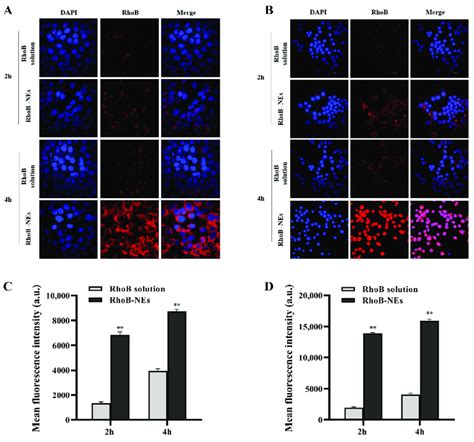 CLSM Images Of HaCaT Cells A And RAW264 7 Cells B Showing The