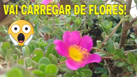 COMO CUIDAR DA PLANTA ONZE HORAS PRA DAR MUITAS FLORES ADUBO PRA