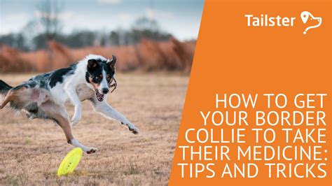 How To Get Your Border Collie To Take Their Medicine Tips And Tricks