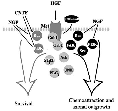 Schematic Representation Of Signaling Pathways Activated By HGF And