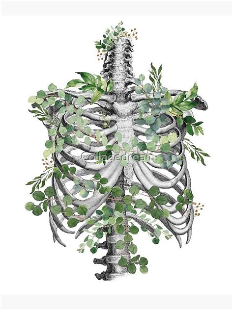 Ribcage Anatomy Skeleton Art Print