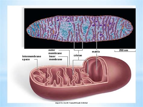 intermembrane space outer membrane inner membrane matrix cristae