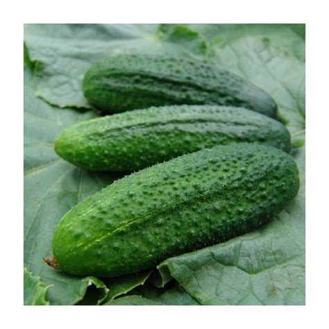 Ralph Yates And Sons King Seeds Cucumber Partner F1 Gherkin Malton