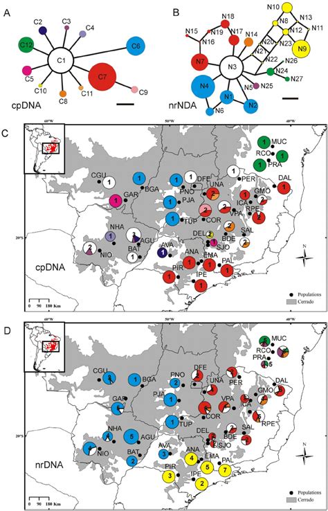 Median Joining Networks Depicting The Relationships Among Haplotypes Of