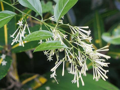 How to Grow and Care for Night-Blooming Jasmine