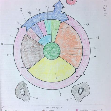 The Cell Cycle Coloring Worksheet Answer Key — db-excel.com