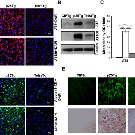 Inhibition Of P25 Mediated Phospho Tau And ␤ Amyloid Accumulation In Download Scientific