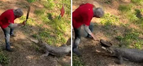 Australian Man Uses Frying Pan To Fight Off An Aggressive Crocodile