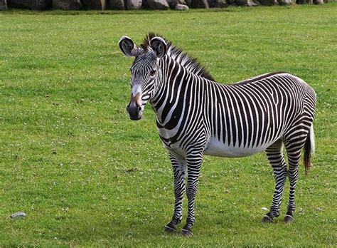 Zebra Pictures - AZ Animals