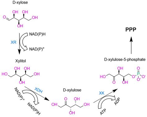 Oxodireductase Or Xr Xdh Pathway Xylose Metabolic Pathway Commonly Download Scientific