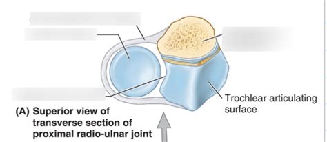 Lecture 6 Proximal Radio Ulnar Joint Diagram Quizlet