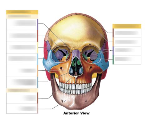 Anterior View Of The Facial And Cranial Bones Page 4 Diagram Quizlet