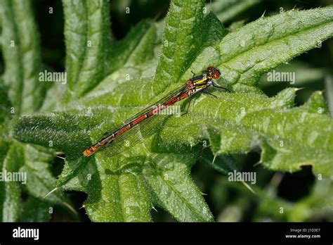 Large Red Damselfly Pyrrhosoma Nymphula Male Resting On Leaf At Edge