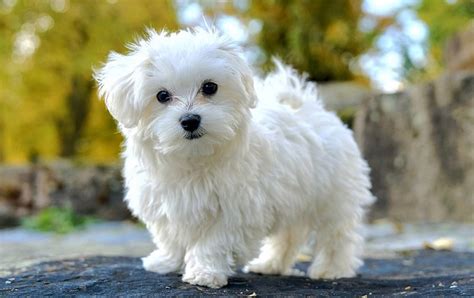 What Does An Adult Maltese Dog Look Like Full Grown Everything You