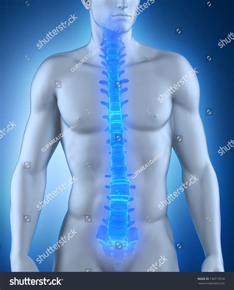 Human Spine Anatomy Anterior View Stock Illustration 130713518 ...