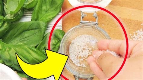 Basilic et sel mettez les dans un bocal cette astuce est précieuse