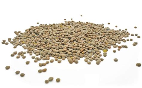 Lentil Seed Green Lentil Seeds Review Hydroponicharvests