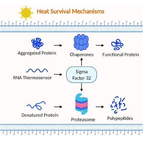 Examples Of Bacterial General Stress Response Stringent Response Is