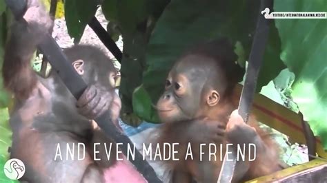 Rescued Baby Orangutan Budi S Journey From Cage To Freedom Amazing