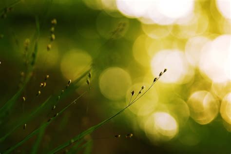 March Verdant Awakenings Bokeh Wallpaper Cool Desktop Wallpapers Holiday Wallpaper Plant