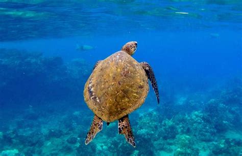 South Maui Snorkeling Tour For Non Swimmers In Kihei Getyourguide