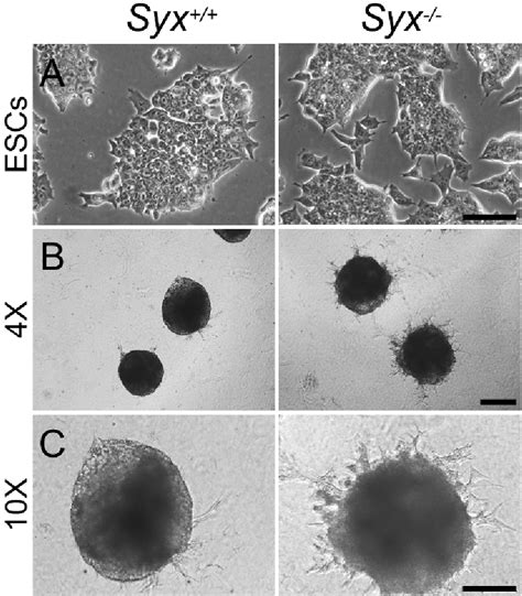 Figure 1 From Analysis Of Retinoic Acid Induced Neural Differentiation