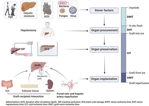 Assessing Donor Liver Quality And Restoring Graft Function In The Era