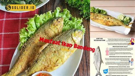 Temukan Manfaat Ikan Bandeng Yang Perlu Anda Ketahui Solider