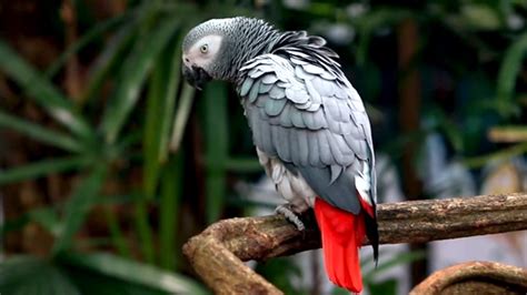 A Complete Parrot Care Guide For Every Beginner