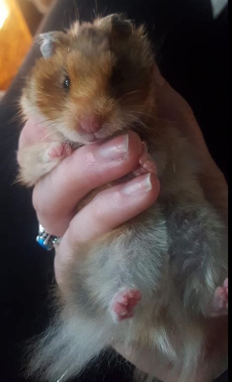 Să Cunoaștem Speciile De Hamsteri Hamsteromania