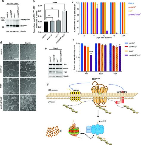 Sordd1 2 And Hrd1 Function Redundantly In Promoting Rh1 G69d Download Scientific Diagram