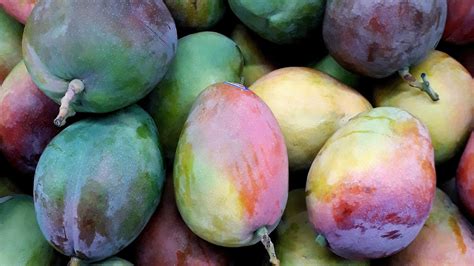 How To Make The Most Of Growing Mangoes Food For Mzansi