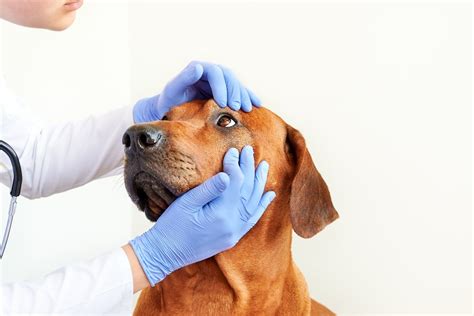 Cu Les Son Los S Ntomas De La Conjuntivitis En Un Perro