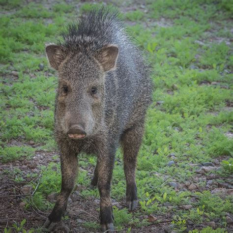 javelina animal in arizona 2