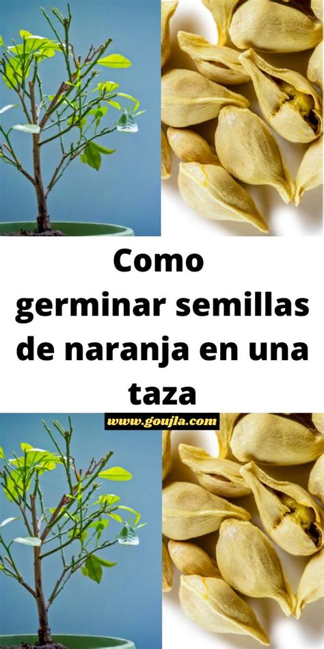 Como Germinar Semillas De Naranja En Una Taza Germinacion De Semillas