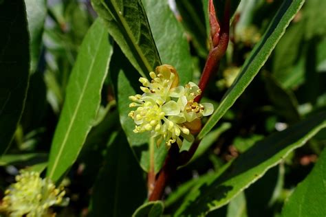 Laurb R I Blomst Laurus Nobilis Steen Jeppesen Flickr