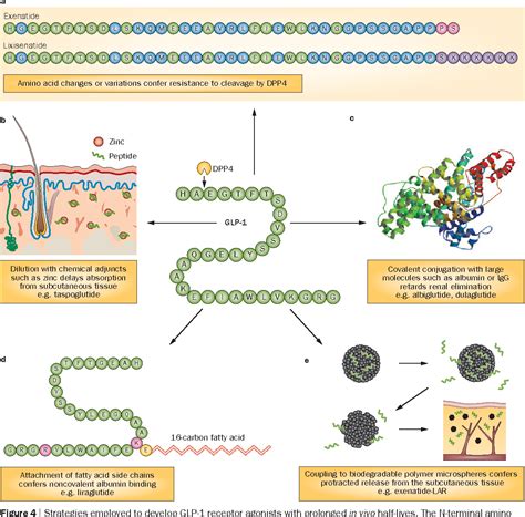 Mechanism Of Action Of GLP 1 Agonists