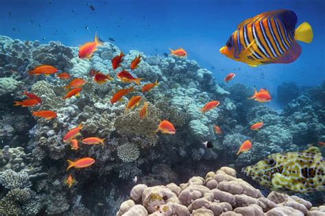 Arrecife De Coral En El Mar Rojo Con Anthias LyRetail Imagen De Archivo