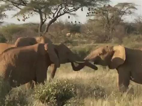 The Secret Life Of Elephants 2 Video Dailymotion