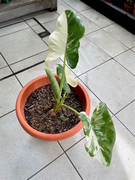 Variegated Alocasia Macrorrhiza Variegata The Elephant Ear Plant