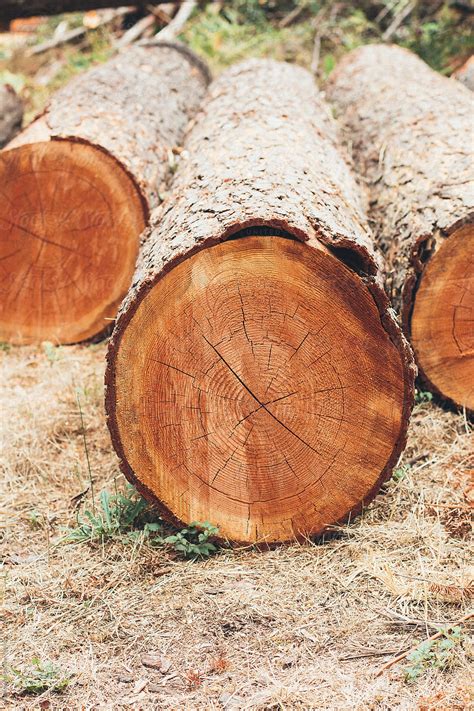 Cross Section Of Douglas Fir Tree Trunk Logs By Stocksy Contributor