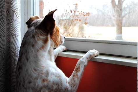 long   leave  dog   dog people  rovercom