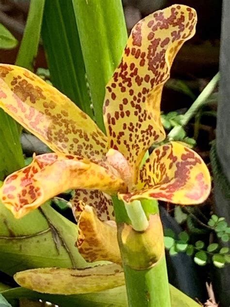 Plantfiles Pictures Species Orchid Grammatophyllum Giant Orchid