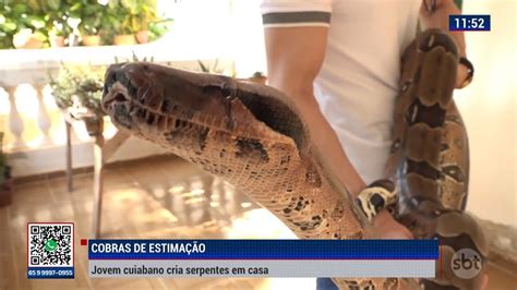 Cobras De Estima O Jovem Cuiabano Cria Serpentes Em Casa Youtube