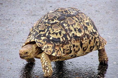 Tortue L Opard Logement Soins Et Entretien