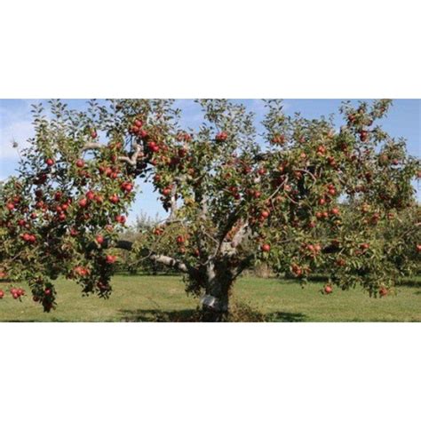 Яблоня Коричное полосатое - ⭐️ купить саженцы по выгодной цене в ...